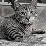cat, tabby, pet, indoor, carpet, floor, whiskers, ears, fur, animal, resting, curious, closeup, black_and_white, striped, domestic_cat, mammal, portrait, houseplant, vent