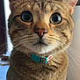 Ricky Tatty Tat is registered to the contest to win money with this photo: cat, tabby_cat, close_up, indoor, curious, wide_eyes, collar, pet, animal, whiskers, feline, fur, portrait, looking_at_camera, domestic_cat, cute, face, ears, nose, soft_lighting