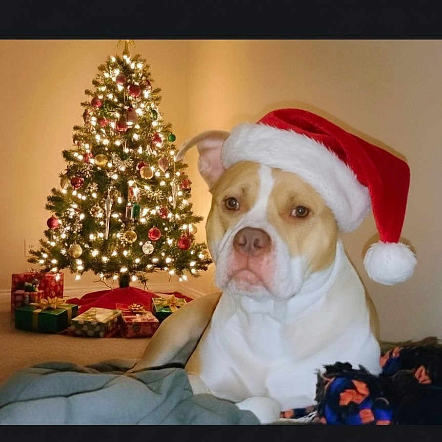 Takeoff is registered to the contest to win money with this photo: blanket, canine, celebration, christmas_tree, cozy, decorations, dog, festive, festivity, holiday, holiday_spirit, indoor, living_room, ornaments, pets, presents, relaxed, santa_hat, seasonal, warm_lighting