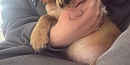 Toffee joined the competition — help win amazing prizes! puppy, dog, pet, cute, fluffy, brown, ears, paw, person, hand, casual_clothing, hoodie, sweatpants, indoor, close_up, cuddle, adorable, young_dog, relaxed, comfort