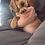 puppy, dog, pet, cute, fluffy, brown, ears, paw, person, hand, casual_clothing, hoodie, sweatpants, indoor, close_up, cuddle, adorable, young_dog, relaxed, comfort