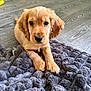 Toffee joined the competition — help win amazing prizes! puppy, dog, golden_retriever, blanket, floor, cute, pet, fur, indoor, animal, young_dog, laying_down, looking_at_camera, soft_texture, cozy, domestic_animal, brown_fur, ears, nose, paws