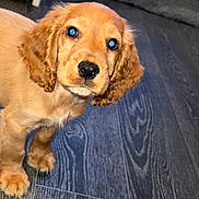 Toffee joined the competition — help win amazing prizes! puppy, dog, pet, animal, canine, fur, ears, floor, wood_floor, indoor, cute, curious, young, brown, closeup, portrait, adorable, looking, standing, reflection