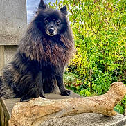 Gribouille participe au concours pour gagner de l'argent avec cette photo : alert, animal, black_dog, bone, canine, closeup, cloudy_sky, dog, fluffy, fur, garden, greenery, leaves, nature, outdoor, pet, portrait, sitting, stone_ledge, tree