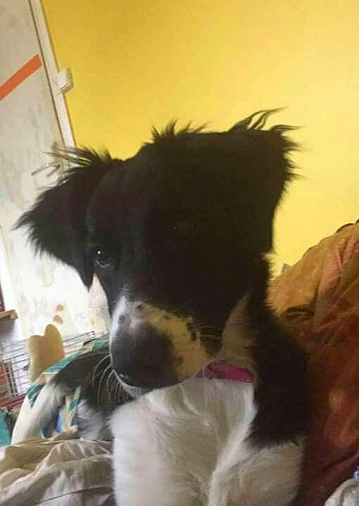 Nenette participe au concours pour gagner de l'argent avec cette photo : bernese_mountain_dog, border_collie, carnivore, companion_dog, dog, dog_breed, fur, herding_dog, terrestrial_animal, texas_heeler, whiskers, working_animal, working_dog