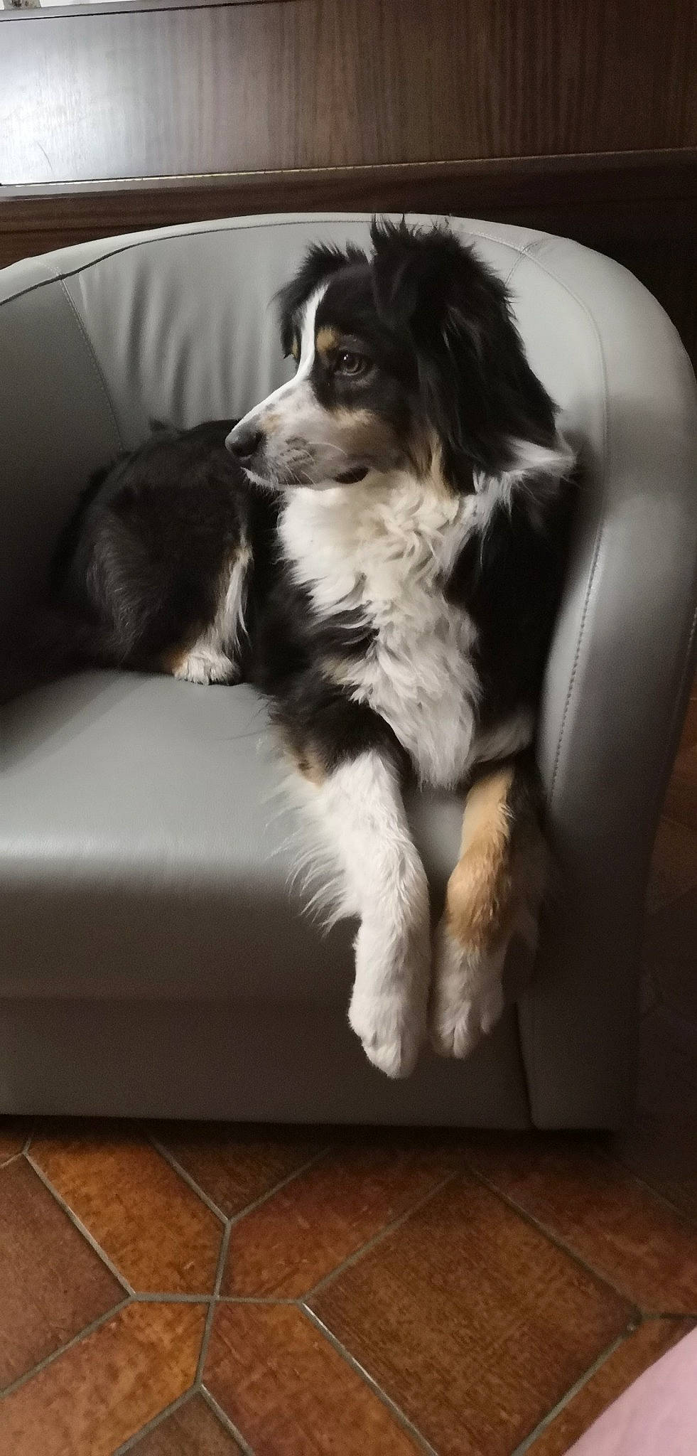 Oxy a rejoint le concours — aidez-le/la à gagner de superbes lots ! bernese_mountain_dog, border_collie, carnivore, comfort, companion_dog, couch, dog, dog_breed, flooring, fur, gun_dog, hardwood, herding_dog, rectangle, sofa_bed, spaniel, sporting_group, studio_couch, toy_dog, working_dog