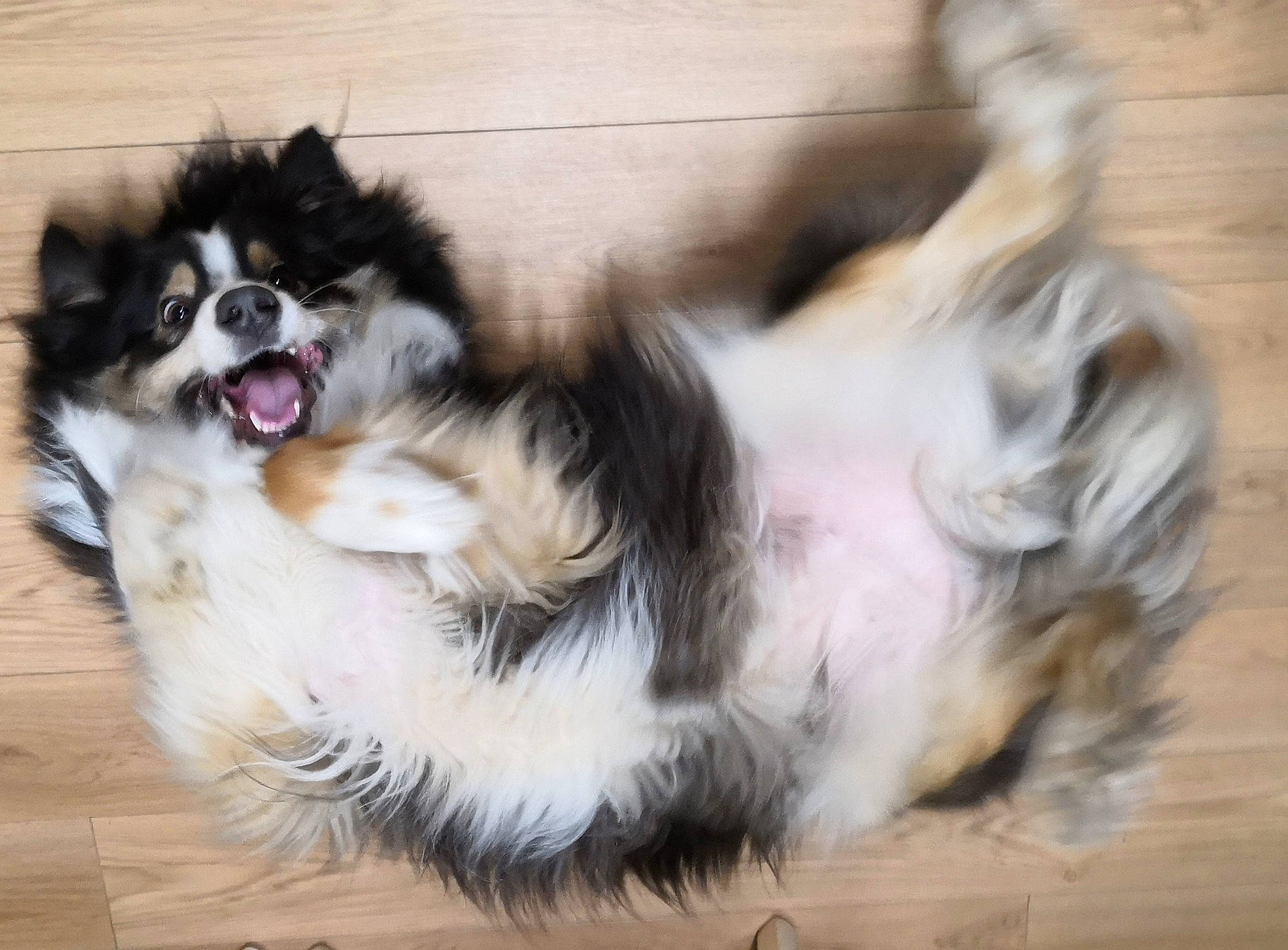 Oxy participe au concours pour gagner de l'argent avec cette photo : ancient_dog_breeds, canidae, carnivore, companion_dog, dog, dog_breed, dog_supply, fur, german_spitz_klein, herding_dog, non_sporting_group, paw, snout, sporting_group, tail, terrestrial_animal, toy_dog, whiskers, working_animal, working_dog