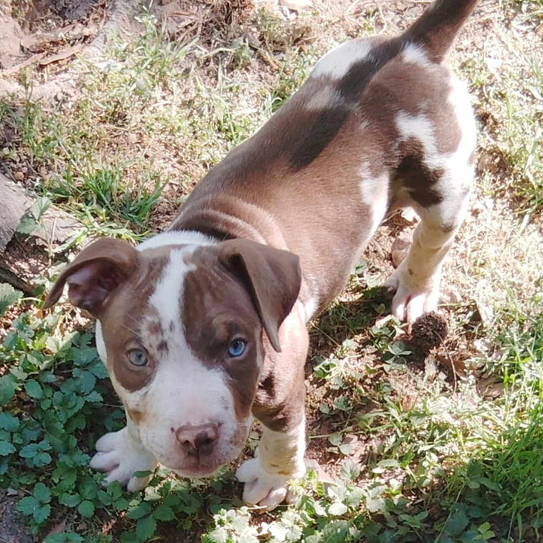 Boss is registered to the contest to win money with this photo: puppy, dog, brown_and_white, blue_eyes, grass, outdoor, young_dog, pet, animal, curious, sunlight, nature, leafy_ground, small_dog, canine, playful, adorable, cute, looking_up, standing