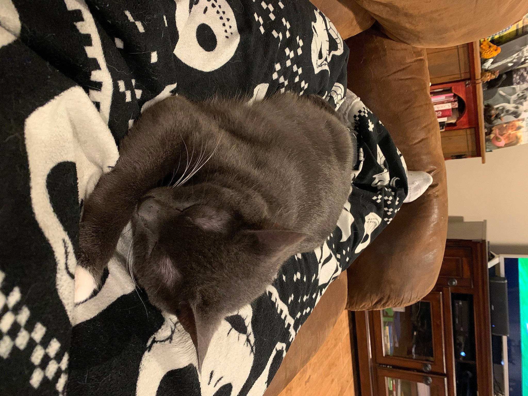 Audi joined the competition — help win amazing prizes! cat, fur