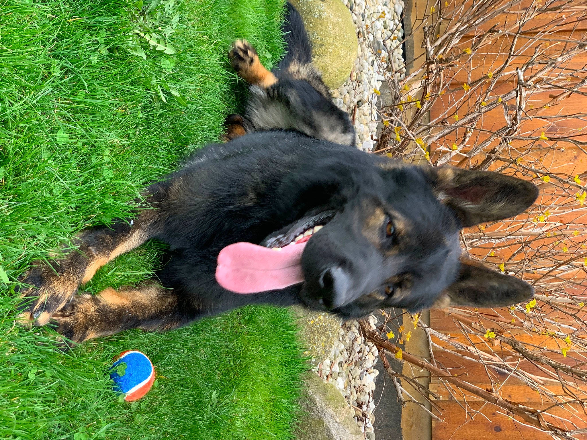 Omen is registered to the contest to win money with this photo: belgian_shepherd, bohemian_shepherd, canidae, carnivore, dog, dog_breed, grass, hovawart, king_shepherd, mammal, old_german_shepherd_dog, shiloh_shepherd_dog, snout, sporting_group, vertebrate