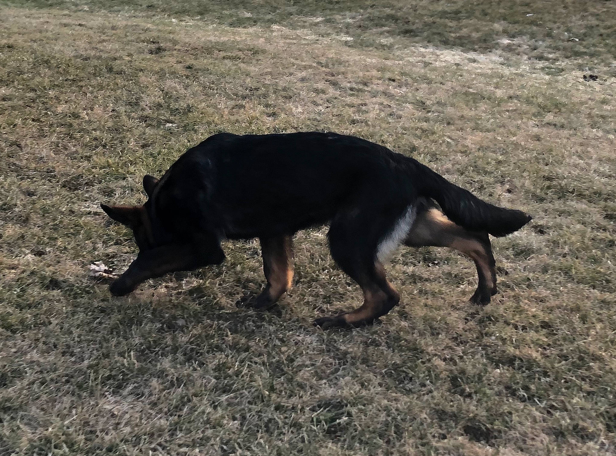 Omen is registered to the contest to win money with this photo: canidae, carnivore, dog, dog_breed, hunting_dog, mammal, sporting_group, tail, vertebrate