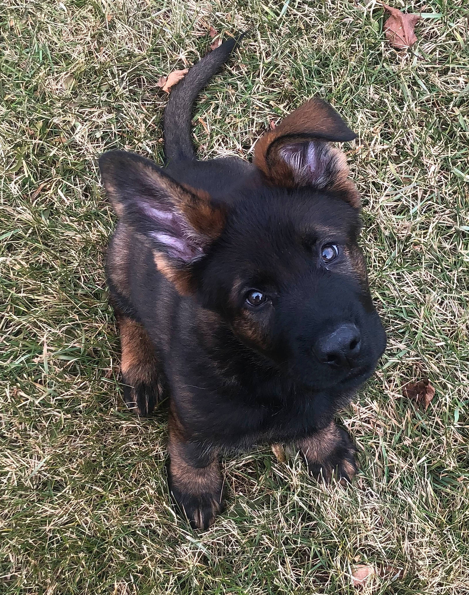 Omen joined the competition — help win amazing prizes! canidae, carnivore, dog, dog_breed, german_shepherd_dog, grass, mammal, puppy, rare_breed_dog, snout, sporting_group, vertebrate