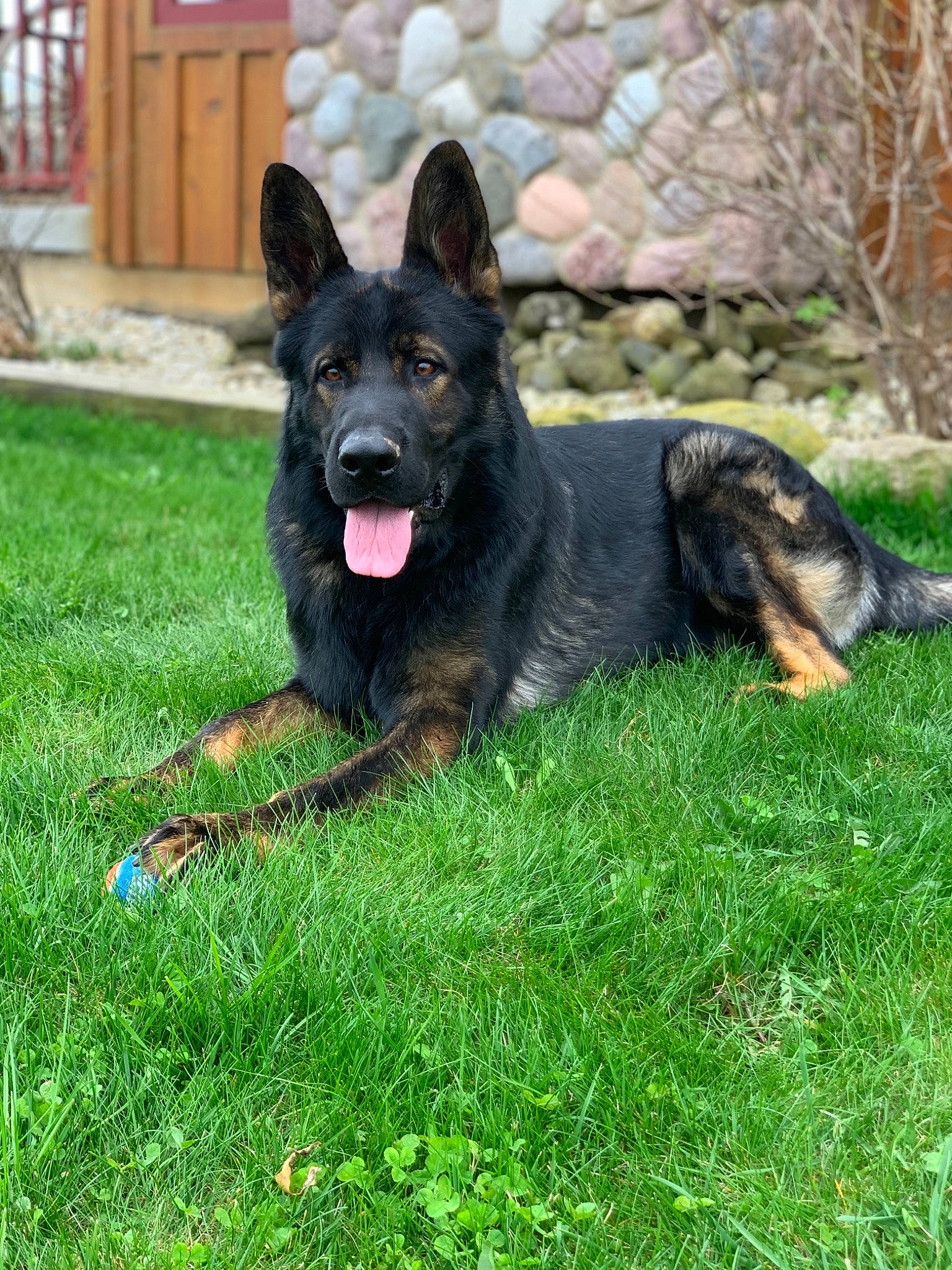 Omen is registered to the contest to win money with this photo: bohemian_shepherd, canidae, carnivore, dog, dog_breed, east_european_shepherd, german_shepherd_dog, grass, king_shepherd, mammal, old_german_shepherd_dog, police_dog, rare_breed_dog, shiloh_shepherd_dog, sporting_group, vertebrate