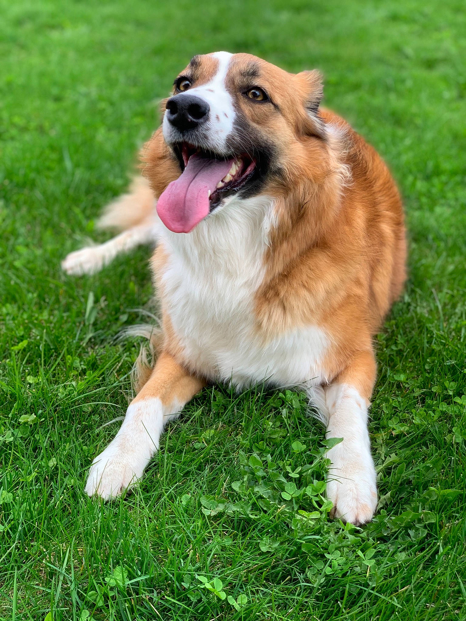 Amelia joined the competition — help win amazing prizes! australian_collie, australian_shepherd, basque_shepherd_dog, canidae, carnivore, companion_dog, dog, dog_breed, elo, english_shepherd, fawn, grass, herding_dog, mammal, moscow_watchdog, plant, snout, sporting_group, vertebrate, welsh_sheepdog