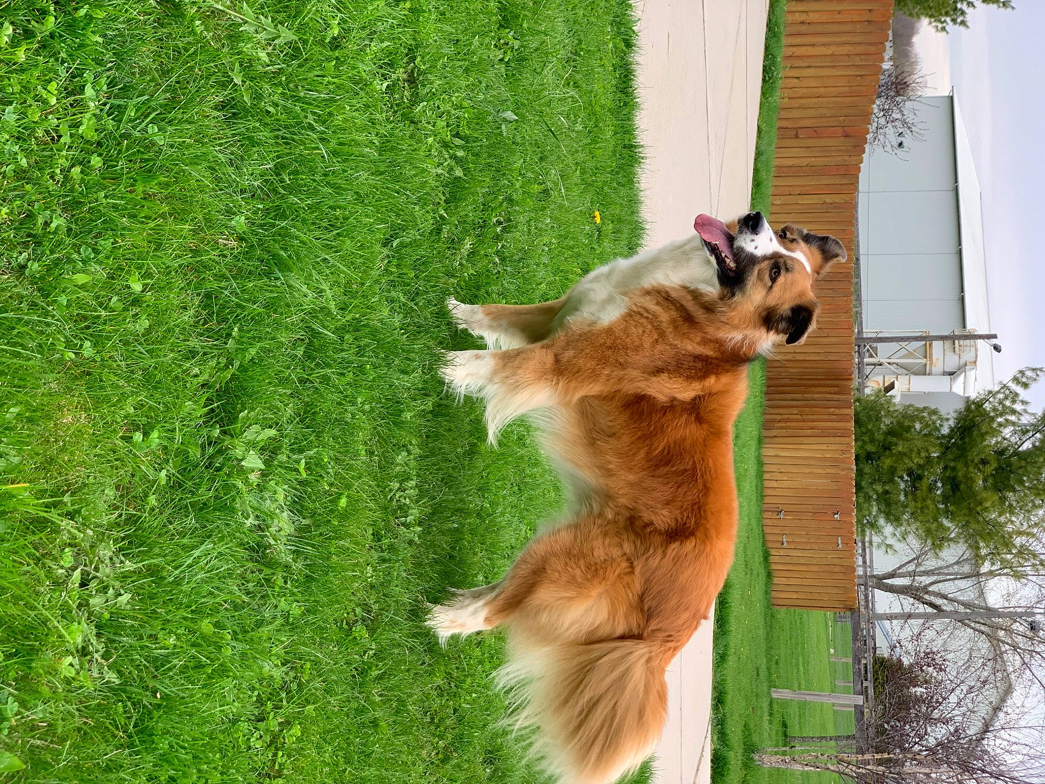 Amelia joined the competition — help win amazing prizes! canidae, carnivore, dog, dog_breed, fawn, mammal, sporting_group, tail