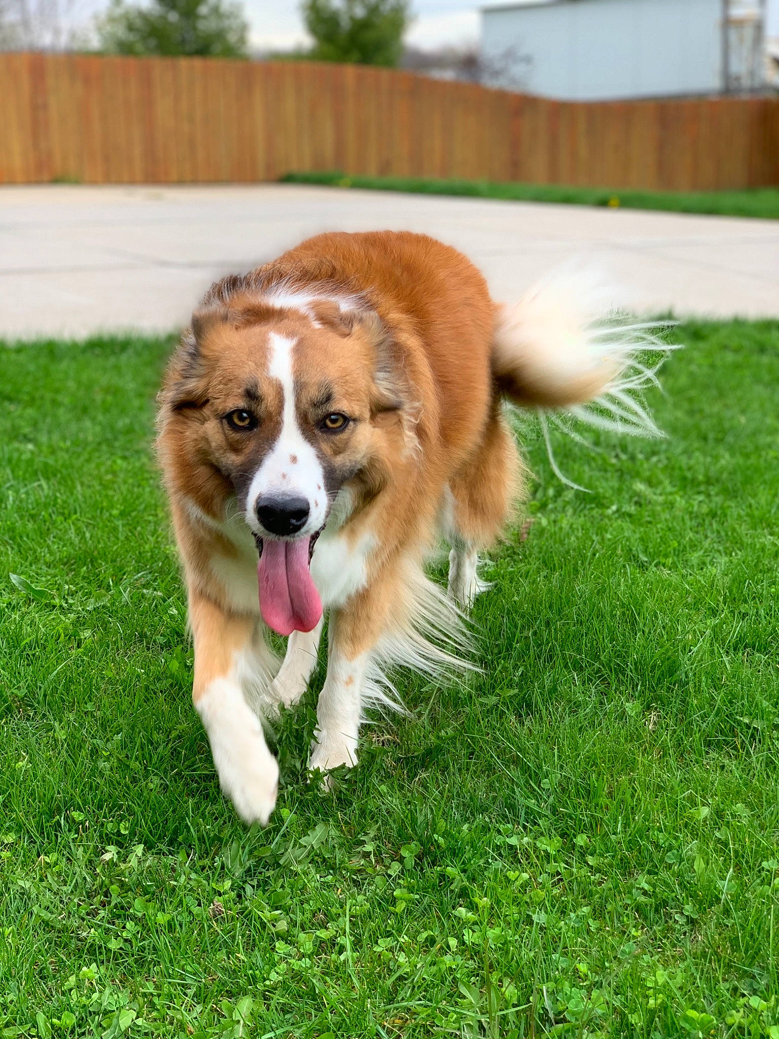 Amelia joined the competition — help win amazing prizes! australian_collie, basque_shepherd_dog, canidae, carnivore, companion_dog, dog, dog_breed, english_shepherd, grass, herding_dog, kromfohrlander, lawn, mammal, plant, rare_breed_dog, scotch_collie, sporting_group, vertebrate, welsh_sheepdog, working_dog