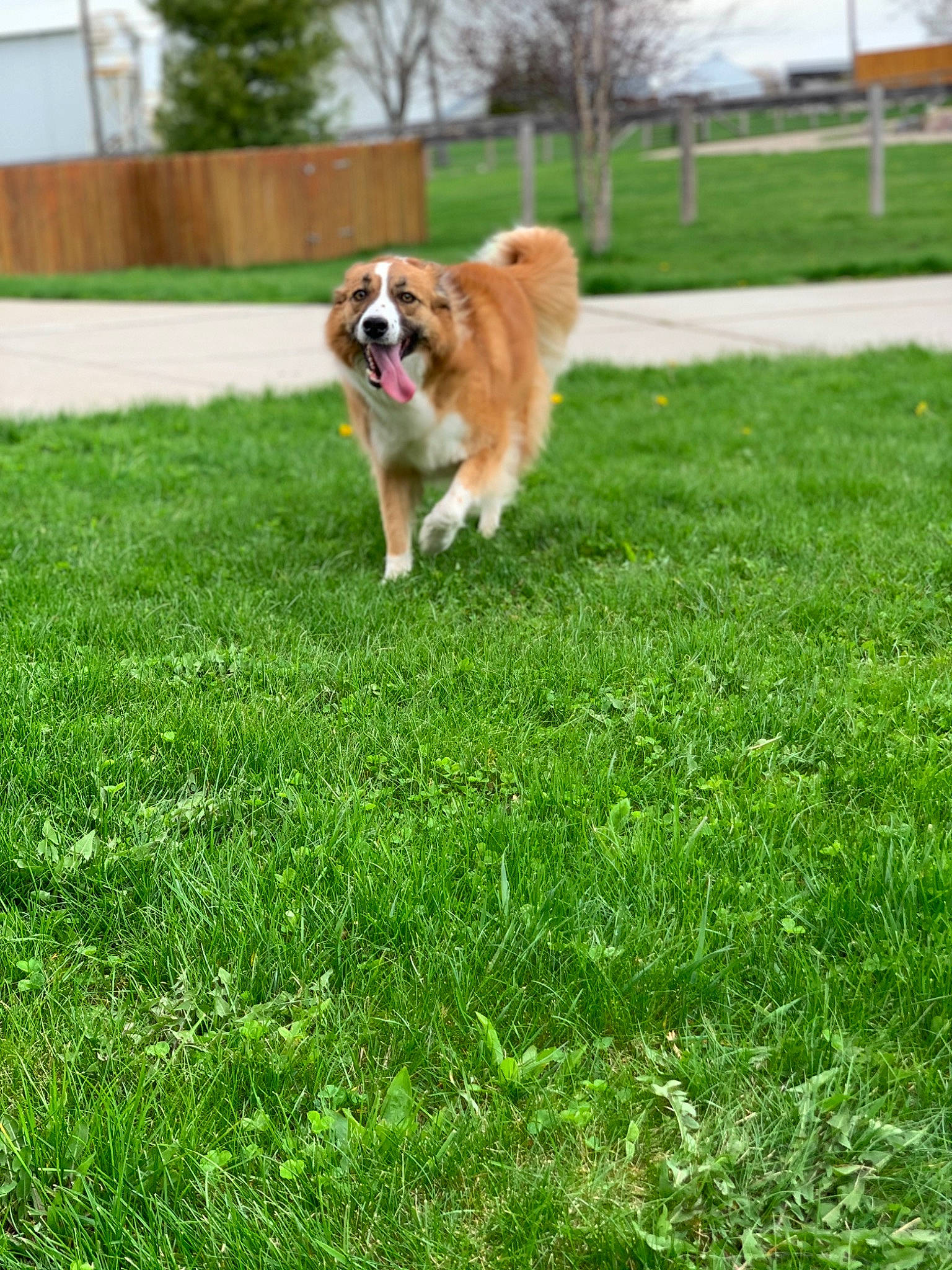 Amelia is registered to the contest to win money with this photo: akita, canidae, carnivore, companion_dog, dog, dog_breed, elo, english_shepherd, grass, icelandic_sheepdog, lawn, mammal, plant, pomeranian, sporting_group, vertebrate