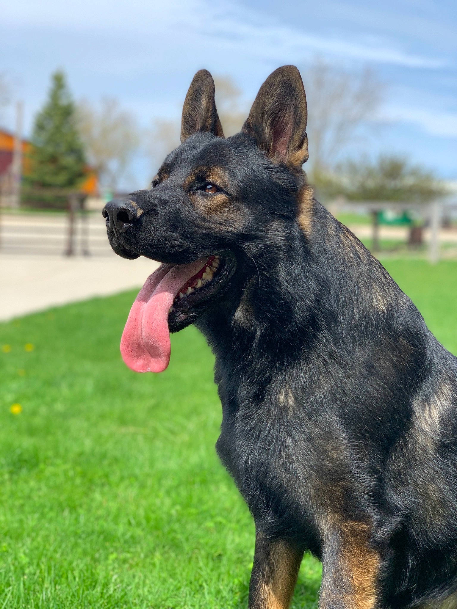 Omen is registered to the contest to win money with this photo: bohemian_shepherd, canidae, carnivore, dog, dog_breed, dutch_shepherd_dog, east_european_shepherd, german_shepherd_dog, herding_dog, kai_ken, king_shepherd, kunming_wolfdog, mammal, old_german_shepherd_dog, police_dog, rare_breed_dog, shiloh_shepherd_dog, snout, vertebrate, working_dog