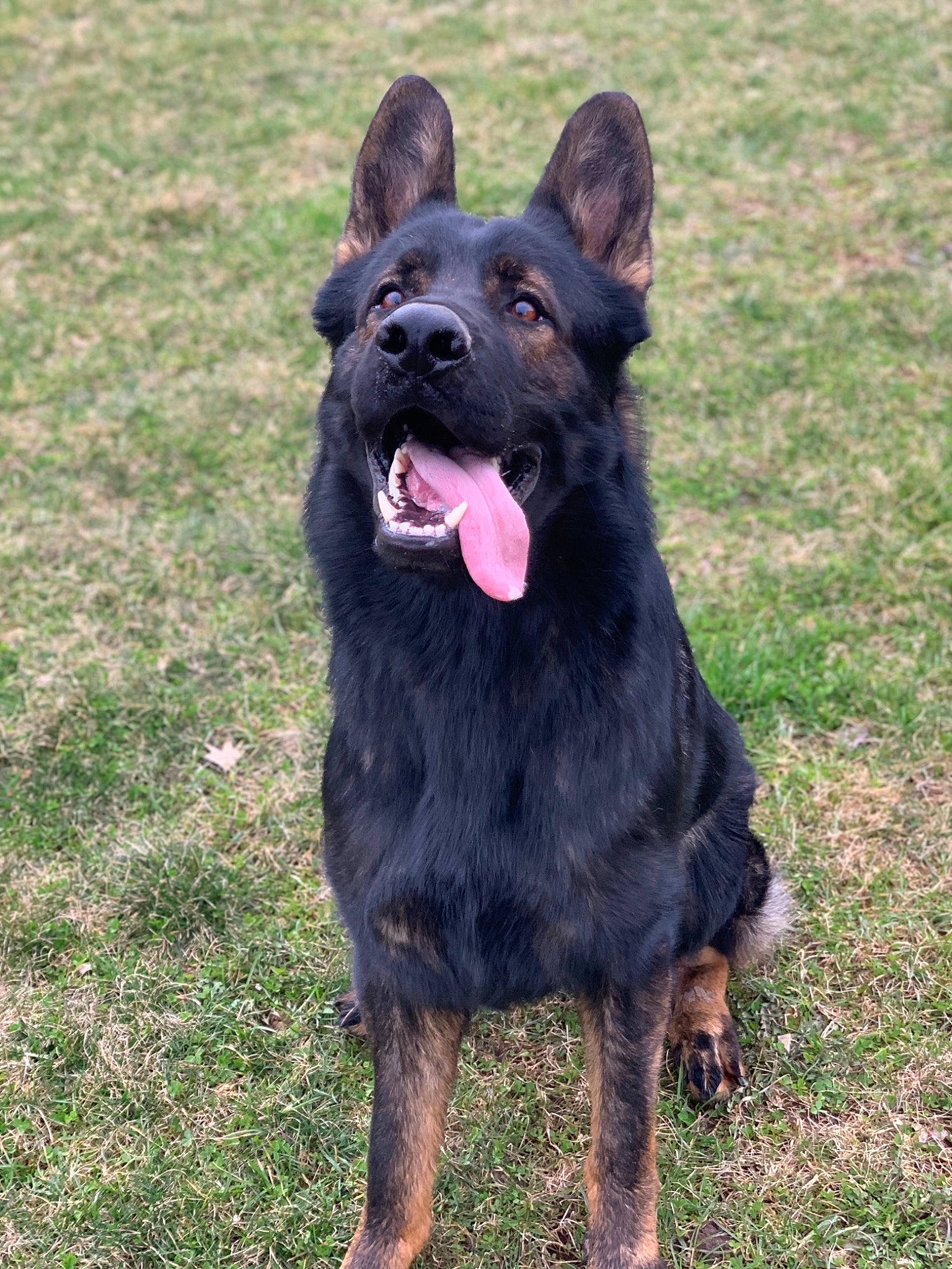 Omen joined the competition — help win amazing prizes! bohemian_shepherd, canidae, carnivore, dog, dog_breed, east_european_shepherd, german_shepherd_dog, herding_dog, king_shepherd, mammal, old_german_shepherd_dog, police_dog, rare_breed_dog, shiloh_shepherd_dog, sporting_group, vertebrate, working_dog