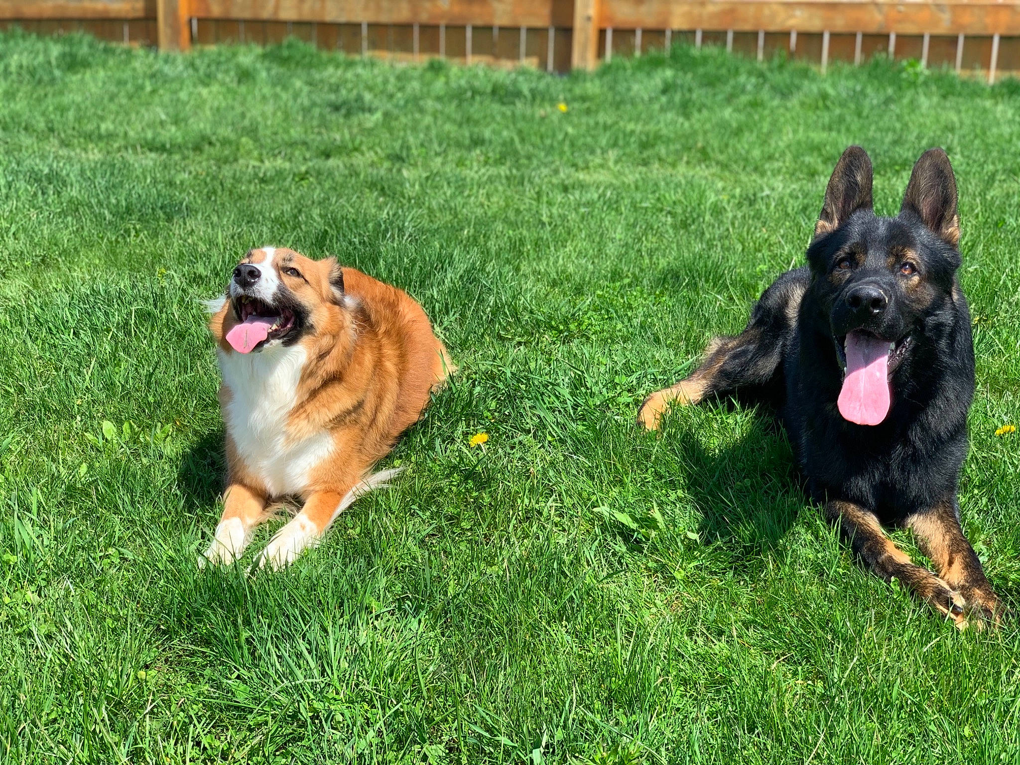 Omen is registered to the contest to win money with this photo: bernese_mountain_dog, canidae, carnivore, dog, dog_breed, east_european_shepherd, fawn, german_shepherd_dog, grass, king_shepherd, mammal, old_german_shepherd_dog, plant, shiloh_shepherd_dog, sporting_group, vertebrate, working_dog