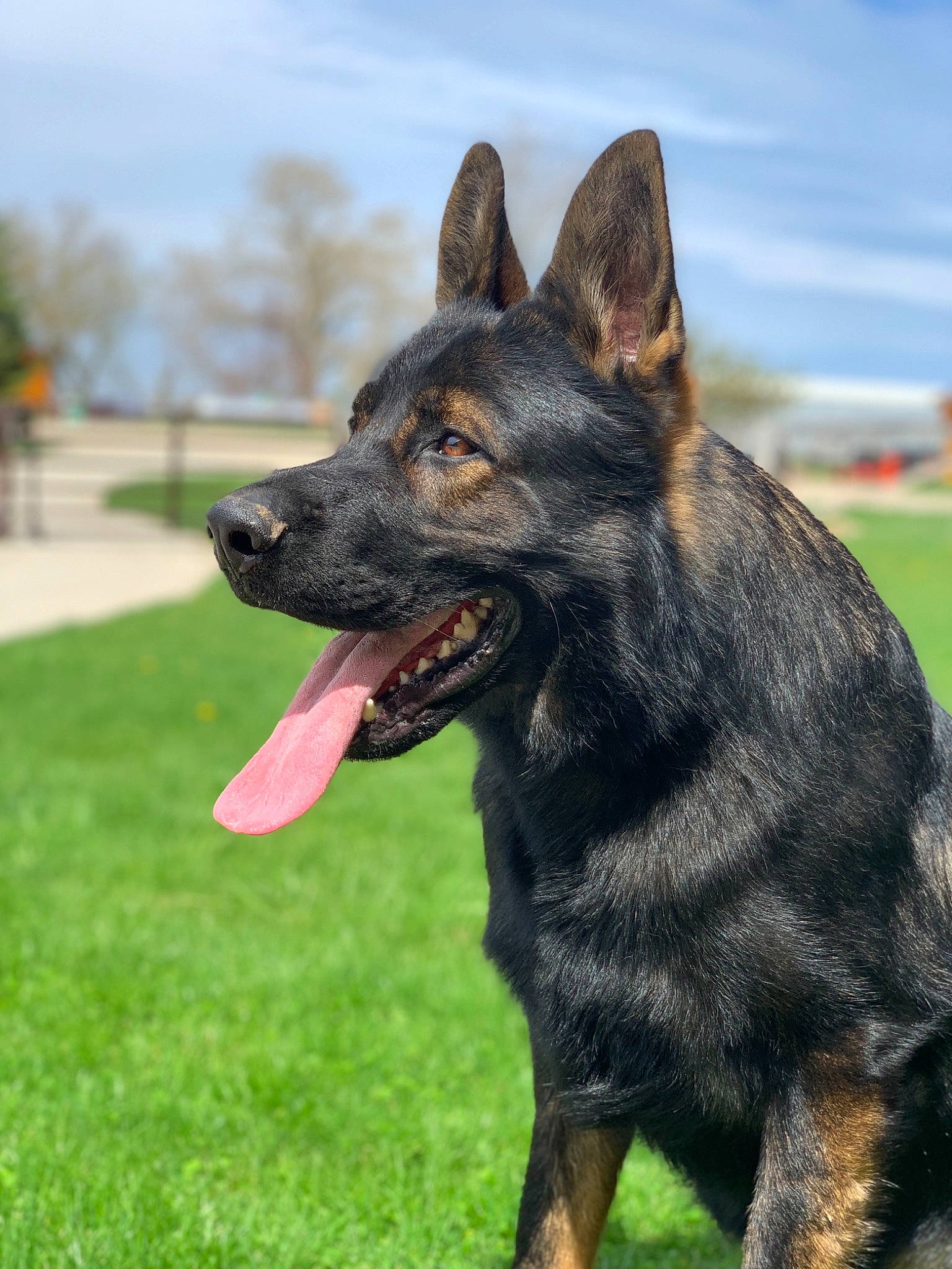 Omen joined the competition — help win amazing prizes! bohemian_shepherd, canidae, carnivore, dog, dog_breed, dutch_shepherd_dog, east_european_shepherd, german_shepherd_dog, kai_ken, king_shepherd, kunming_wolfdog, mammal, plant, police_dog, rare_breed_dog, shiloh_shepherd_dog, snout, vertebrate, working_dog