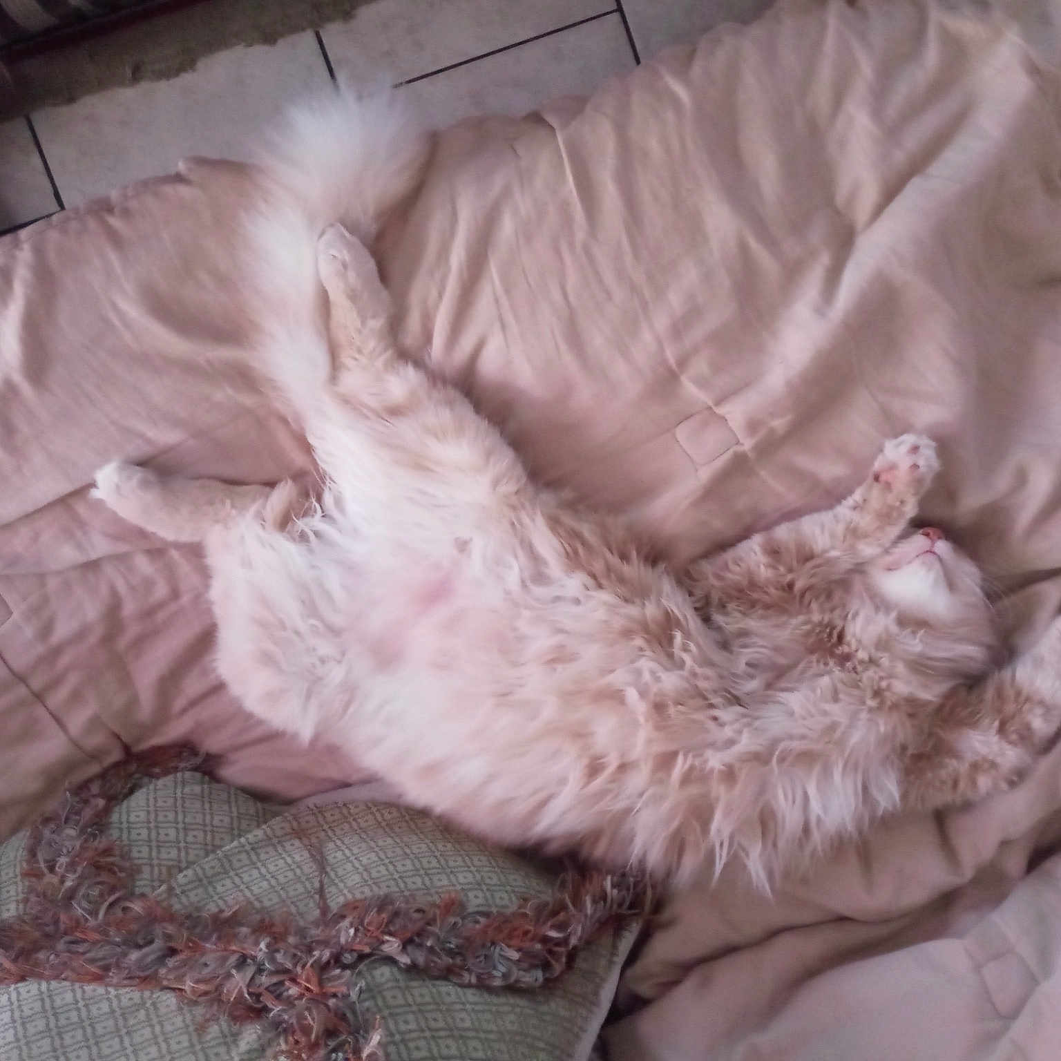Simba joined the competition — help win amazing prizes! bedding, canidae, carnivore, claw, comfort, companion_dog, dog_breed, duvet, felidae, fur, gesture, linens, nap, paw, sleep, small_to_medium_sized_cats, sporting_group, tail, whiskers