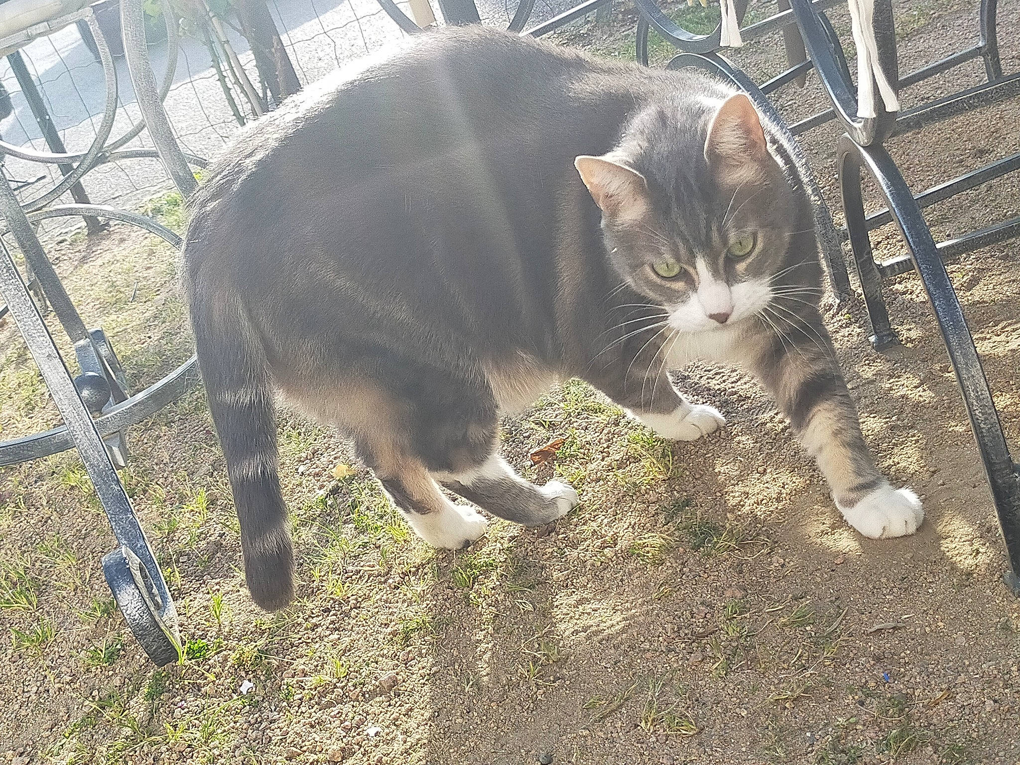 Mr Chat participe au concours pour gagner de l'argent avec cette photo : carnivore, cat, domestic_short_haired_cat, european_shorthair, felidae, metal, polydactyl_cat, small_to_medium_sized_cats, snout, tabby_cat, tail, whiskers, wild_cat