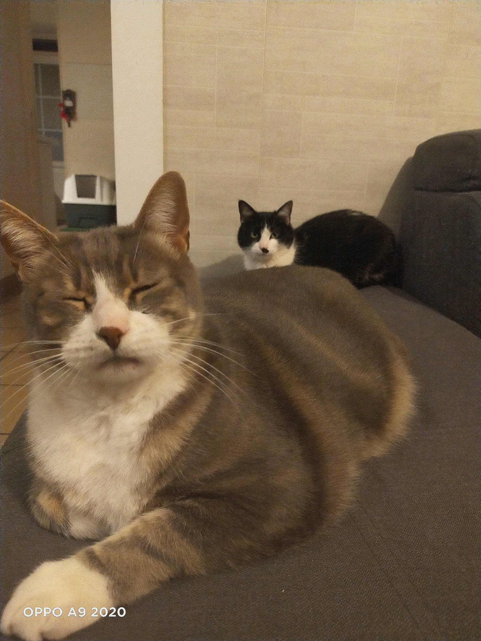 Mr Chat participe au concours pour gagner de l'argent avec cette photo : aegean_cat, american_wirehair, asian, carnivore, cat, domestic_short_haired_cat, european_shorthair, felidae, fur, kitten, mammal, polydactyl_cat, small_to_medium_sized_cats, tabby_cat, tail, whiskers