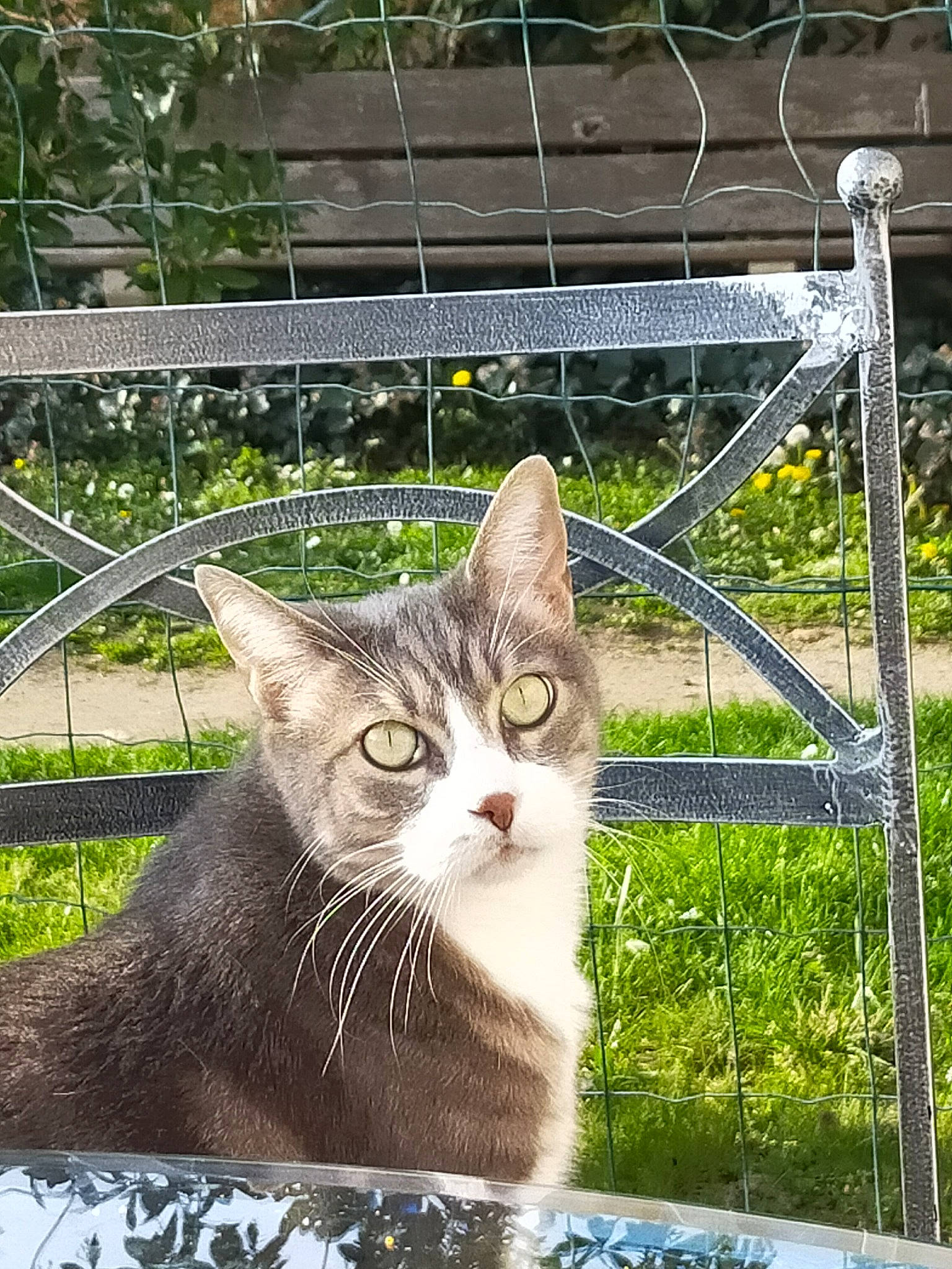 Mr Chat participe au concours pour gagner de l'argent avec cette photo : aegean_cat, american_wirehair, carnivore, cat, domestic_short_haired_cat, european_shorthair, fawn, felidae, kitten, mammal, norwegian_forest_cat, siberian, small_to_medium_sized_cats, tabby_cat, whiskers, wild_cat