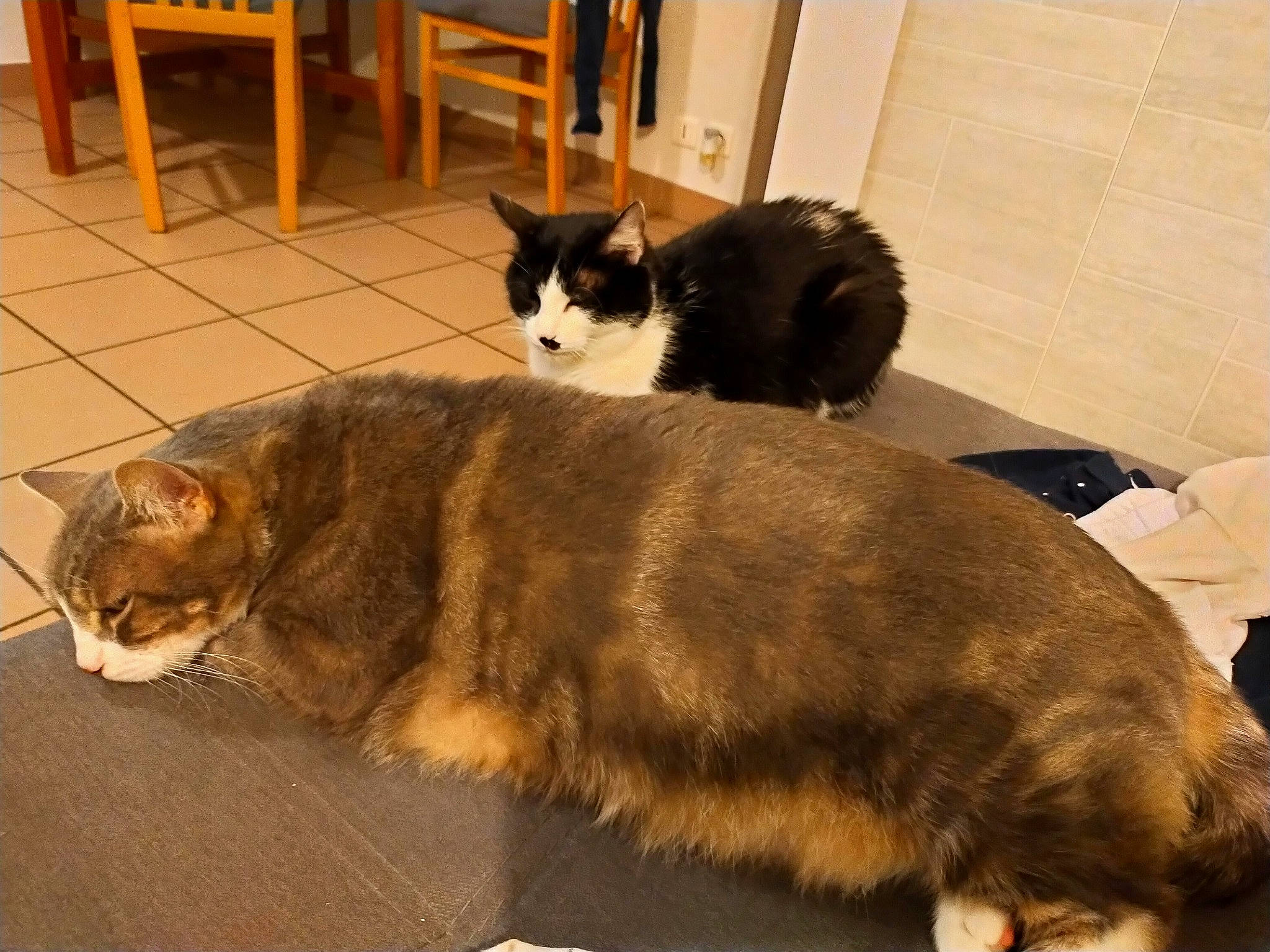 Mr Chat participe au concours pour gagner de l'argent avec cette photo : asian, carnivore, cat, cymric, domestic_long_haired_cat, domestic_short_haired_cat, european_shorthair, fawn, felidae, fur, kitten, kurilian_bobtail, mammal, small_to_medium_sized_cats, tail, whiskers