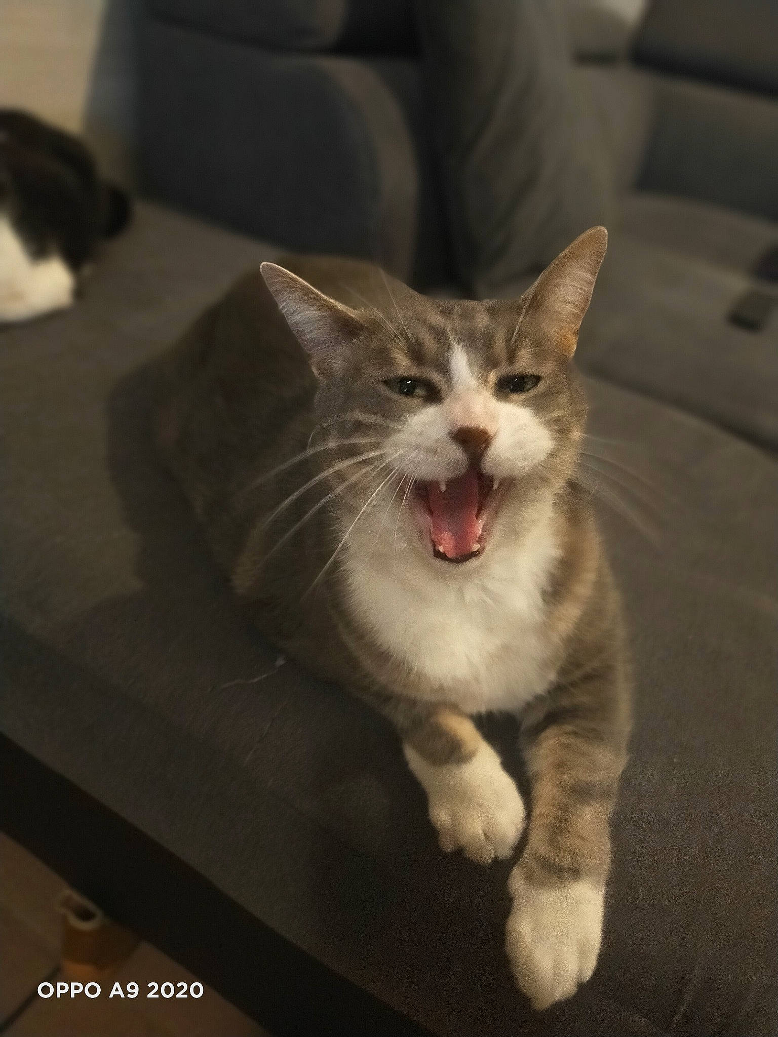 Mr Chat a rejoint le concours — aidez-le/la à gagner de superbes lots ! aegean_cat, asian, carnivore, cat, domestic_short_haired_cat, ear, european_shorthair, facial_expression, felidae, fur, kitten, leg, mouth, polydactyl_cat, small_to_medium_sized_cats, tabby_cat, whiskers