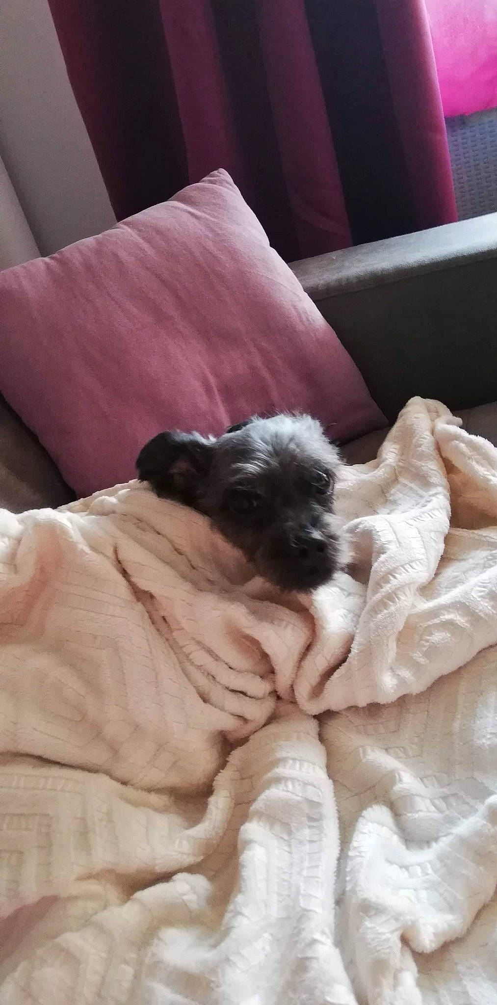 Chipie a rejoint le concours — aidez-le/la à gagner de superbes lots ! canidae, carnivore, companion_dog, dog, dog_breed, fawn, mammal, nap, non_sporting_group, puppy, schnoodle, shih_tzu, sporting_group, toy_dog