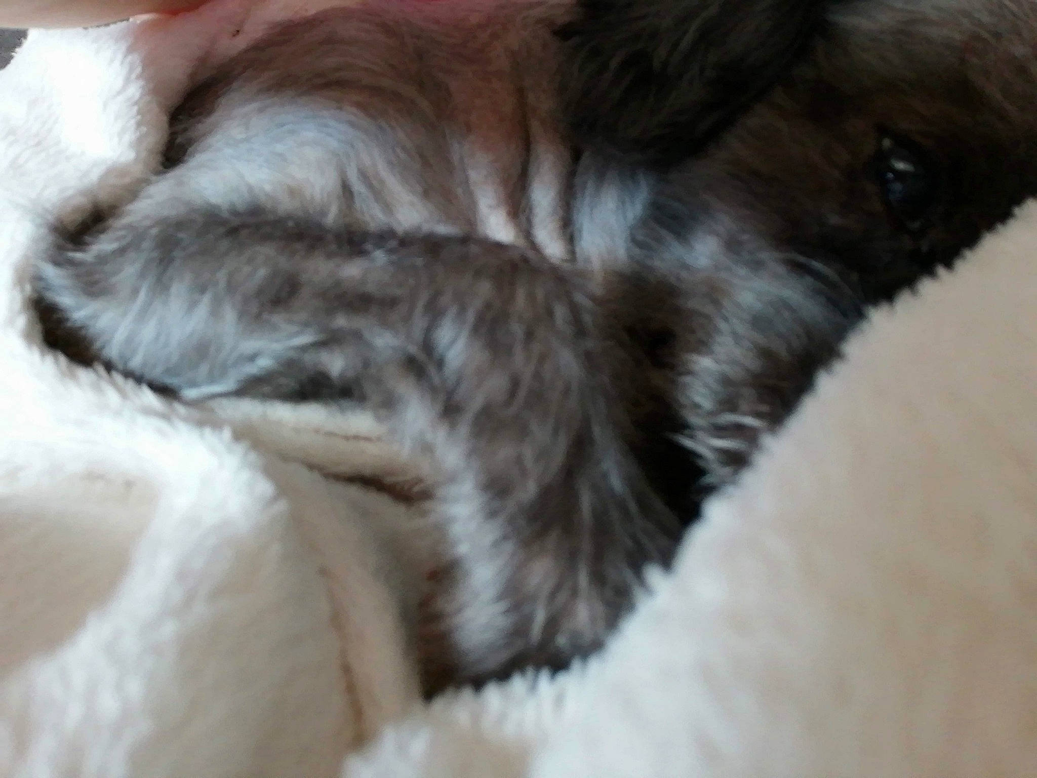 Chipie a rejoint le concours — aidez-le/la à gagner de superbes lots ! canidae, carnivore, companion_dog, dog, dog_breed, ear, fawn, fur, nap, paw, puppy, puppy_love, shih_tzu, snout, sporting_group, textile, whiskers