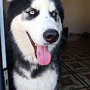 Togo participe au concours pour gagner de l'argent avec cette photo : animal, black_and_white, blue_eyes, canine, close_up, companion, cute, dog, domestic, ears_up, floor, fur, happy, indoor, patterned_tile, pet, portrait, siberian_husky, smiling, tongue_out