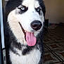 animal, black_and_white, blue_eyes, canine, close_up, companion, cute, dog, domestic, ears_up, floor, fur, happy, indoor, patterned_tile, pet, portrait, siberian_husky, smiling, tongue_out