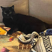 Wilson is registered to the contest to win money with this photo: black_cat, blanket, cat, couch, cozy, domestic, fabric, furniture, green_eyes, indoors, living_room, lounge, pattern, pet, portrait, resting, sofa, toy, whiskers, woven_textile