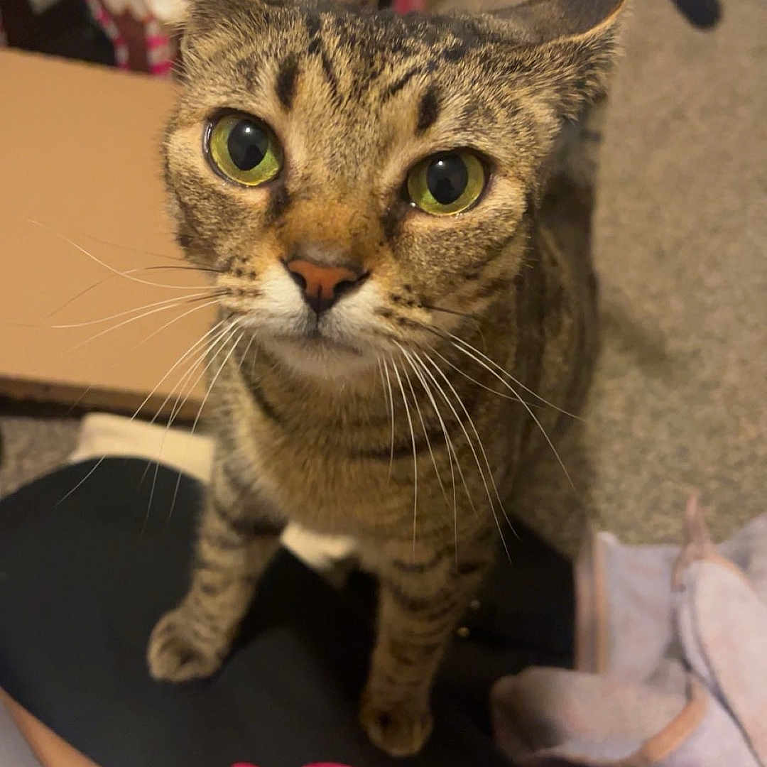 Padmé Amidala joined the competition — help win amazing prizes! animal, blanket, brown, carpet, cat, closeup, curious, dollhouse, domestic, feline, floor, green_eyes, indoor, looking_up, pet, scissors, soft_lighting, striped, tabby, whiskers
