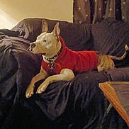 Boogie Man is registered to the contest to win money with this photo: animal, black, brown, collar, comfort, couch, cozy, curtains, dog, domestic, ears_up, furniture, indoor, living_room, looking_away, pet, red_sweater, relaxed, table, wooden