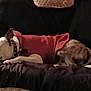 Boogie Man is registered to the contest to win money with this photo: animal, cat, companions, couch, cozy, cute, dog, friendship, furry, home, indoor, pet, quiet, red_sweater, relaxing, resting, sleeping, small_dog, spotted_cat, warm