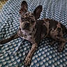 animal, bed, blanket, brindle, canine, companion, cute, dog, domestic_animal, ears, french_bulldog, fur, indoor, lying_down, mammal, one_eye_closed, patterned, pet, relaxed, resting