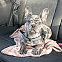 dog, puppy, french_bulldog, brindle, harness, pink_blanket, car_interior, backseat, seatbelt, upholstery, paw, ears, stare, portrait, pet, adorable, travel, cozy, black_and_grey, domestic_animal