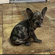 Arena participe au concours pour gagner de l'argent avec cette photo : dog, puppy, french_bulldog, merle, brindle, tiled_floor, indoor, sitting, upright_ears, wide_eyes, pet, animal, floor_tiles, home_interior, small, cute, looking_at_camera, one_dog, front_paws, short_muzzle