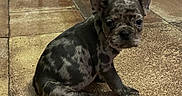 Arena participe au concours pour gagner de l'argent avec cette photo : animal, brindle, cute, dog, floor_tiles, french_bulldog, front_paws, home_interior, indoor, looking_at_camera, merle, one_dog, pet, puppy, short_muzzle, sitting, small, tiled_floor, upright_ears, wide_eyes