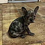 dog, puppy, french_bulldog, merle, brindle, tiled_floor, indoor, sitting, upright_ears, wide_eyes, pet, animal, floor_tiles, home_interior, small, cute, looking_at_camera, one_dog, front_paws, short_muzzle