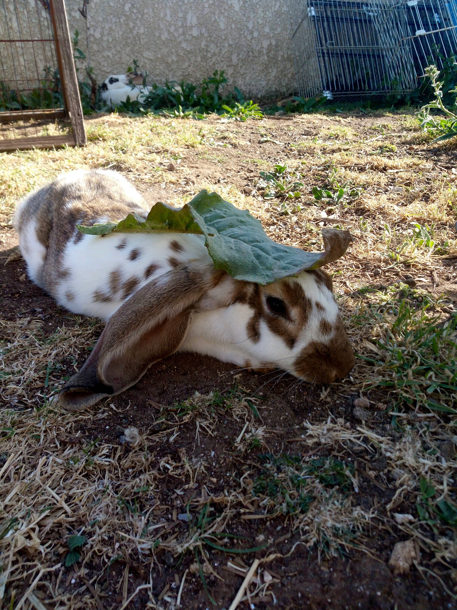 Pepette a rejoint le concours — aidez-le/la à gagner de superbes lots ! canidae, carnivore, dog_breed, fawn, grass, plant, sporting_group