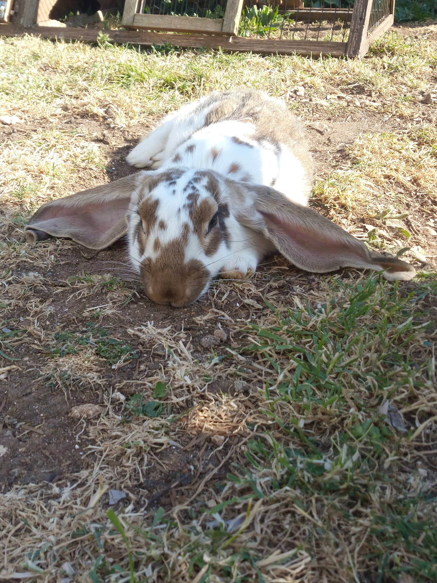 Pepette participe au concours pour gagner de l'argent avec cette photo : canidae, fawn, goats, grass, plant