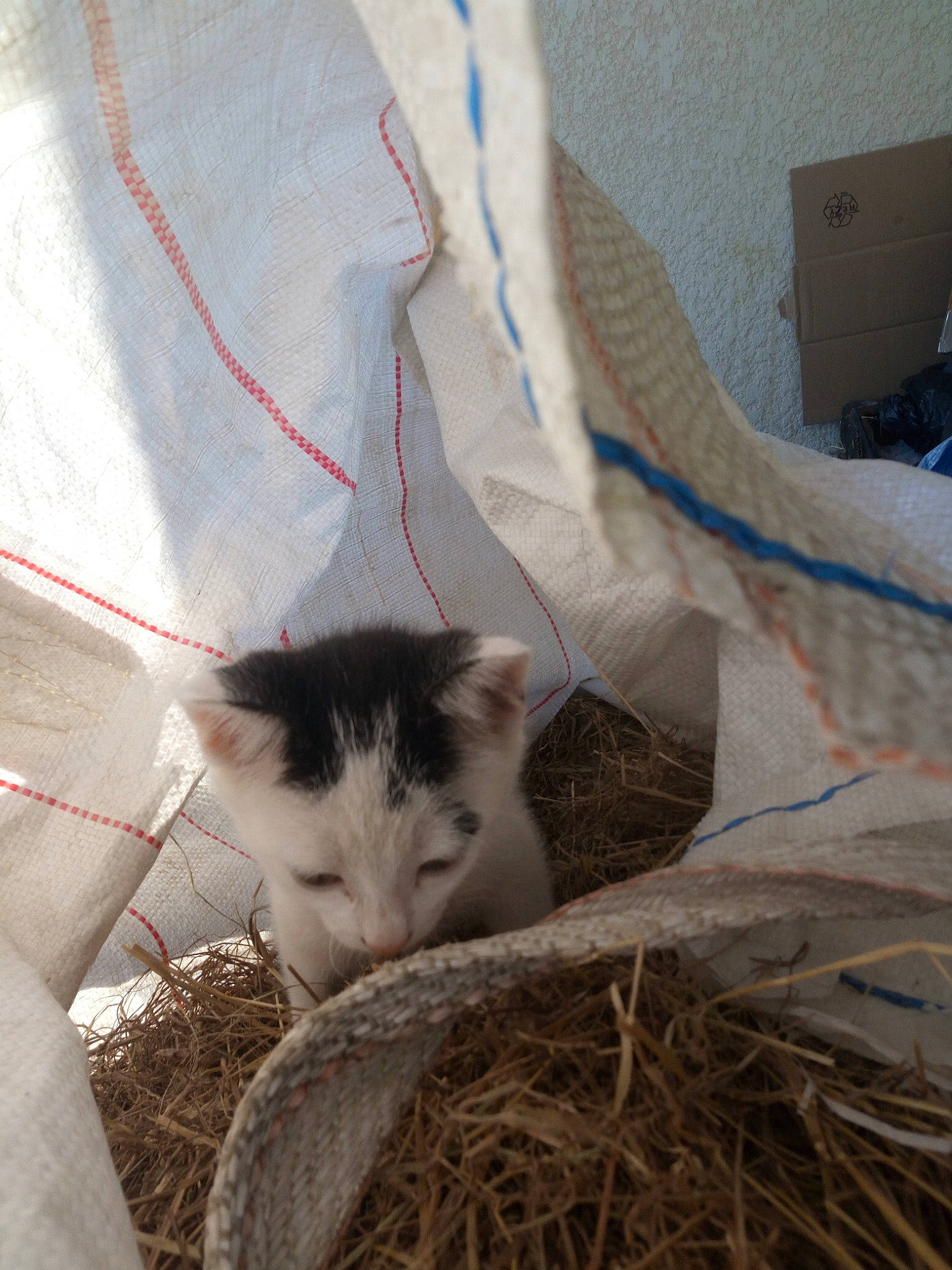 Princesse a rejoint le concours — aidez-le/la à gagner de superbes lots ! aegean_cat, carnivore, cat, felidae, fur, kitten, plant, small_to_medium_sized_cats, tail, turkish_van, whiskers