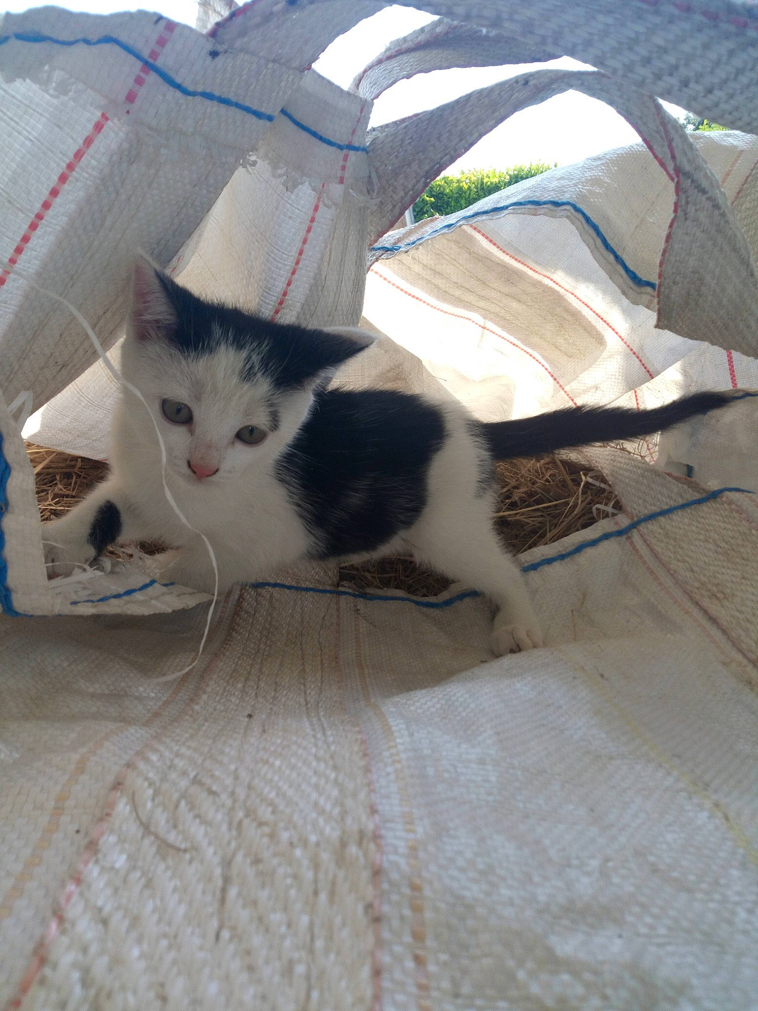 Princesse participe au concours pour gagner de l'argent avec cette photo : aegean_cat, carnivore, cat, domestic_short_haired_cat, european_shorthair, felidae, fur, kitten, polydactyl_cat, sand, small_to_medium_sized_cats, tail, turkish_van, whiskers, white