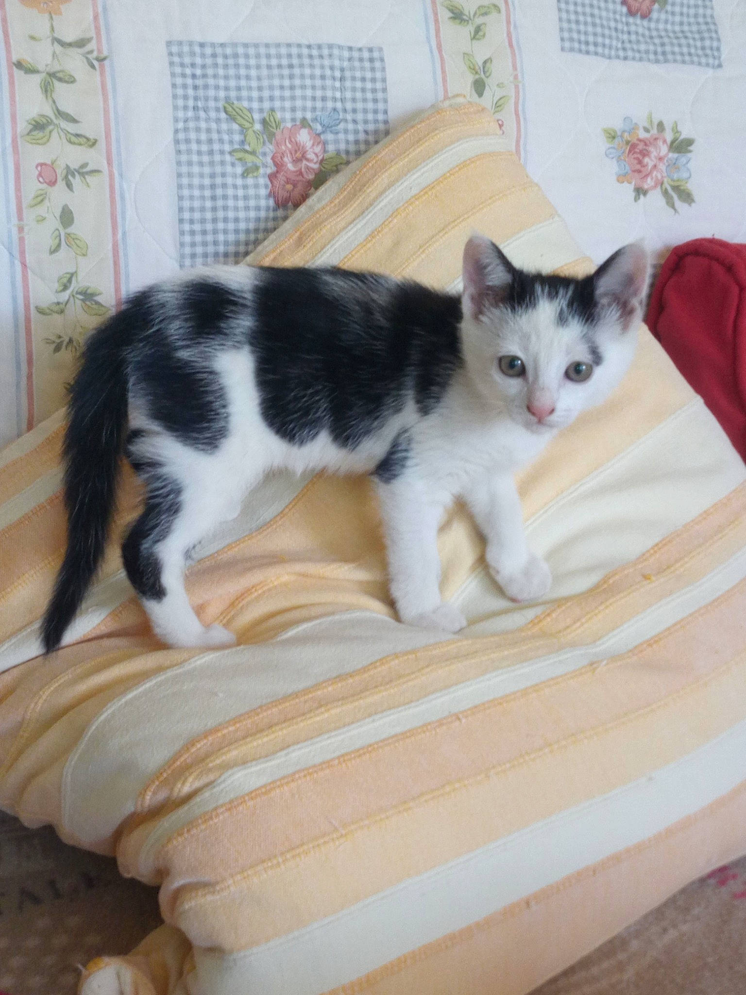 Princesse participe au concours pour gagner de l'argent avec cette photo : aegean_cat, american_wirehair, carnivore, cat, cat_bed, cymric, domestic_short_haired_cat, european_shorthair, fawn, felidae, fur, japanese_bobtail, kitten, mammal, polydactyl_cat, small_to_medium_sized_cats, tail, turkish_angora, vertebrate, whiskers