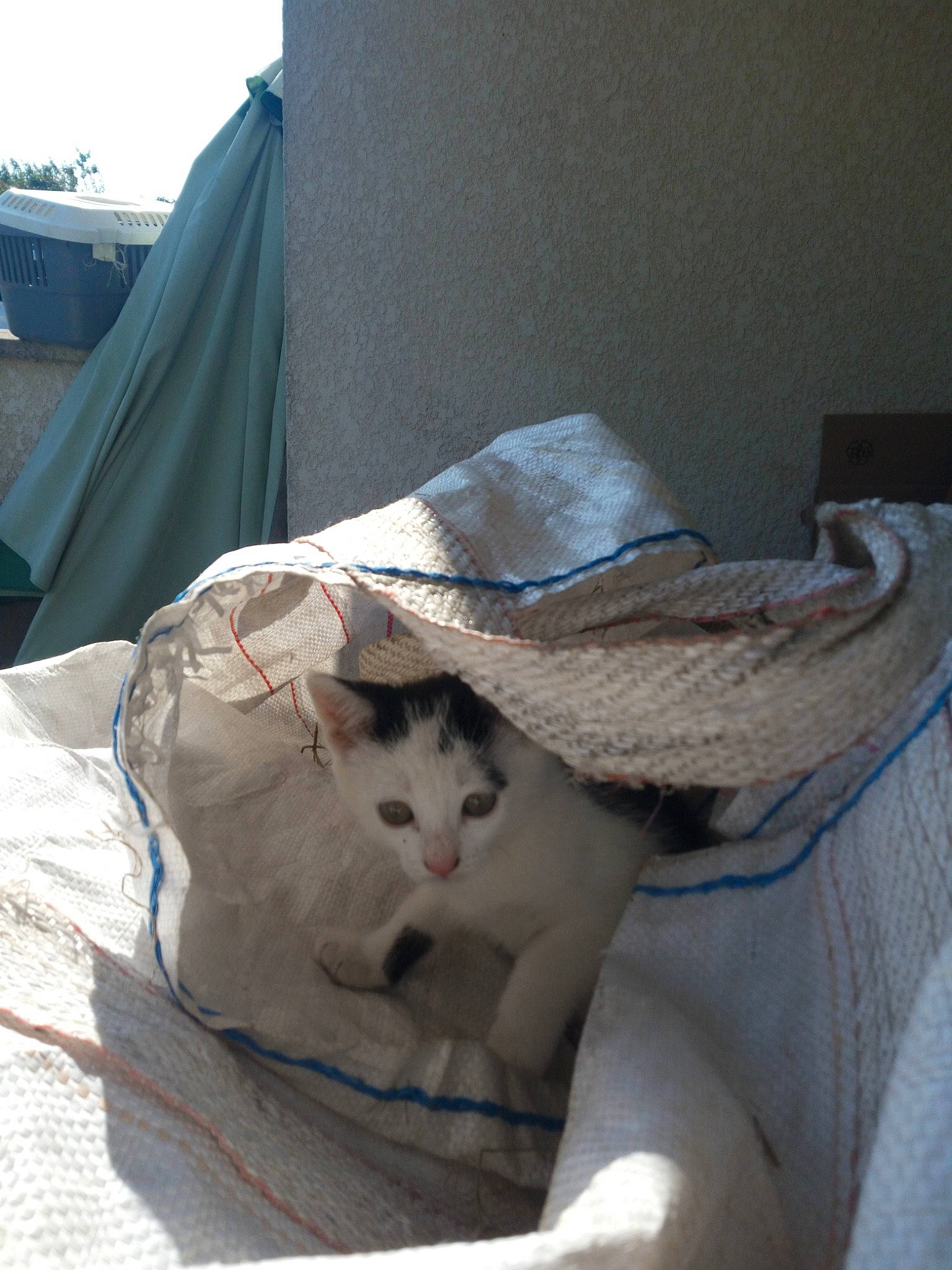 Princesse a rejoint le concours — aidez-le/la à gagner de superbes lots ! carnivore, cat, felidae, linens, small_to_medium_sized_cats, textile, whiskers